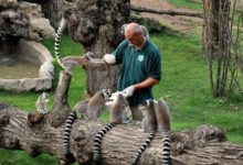 bioparco roma